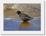 Mustaviklo_spotted redshank * 1974 x 1446 * (3.28MB)